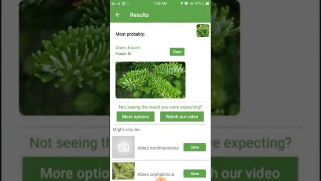 PlantSnap identifies a Fraser fir (Abies fraseri)