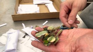 Купил цветов на 200 тыс - распаковка черенков редких Крассул Толстянок Денежных деревьев Crassula