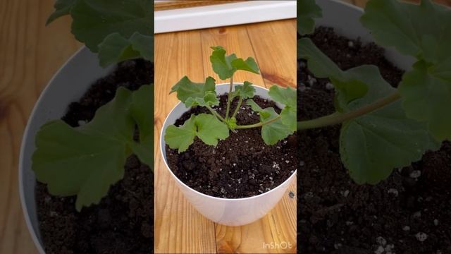 Обзор через 2 недели после покупки черенка ИВ Королева Бирмы?? #пеларгония #цветоводство #flowers смотреть онлайн