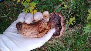 Гриб Мокруха Пурпурная сосновая?!