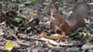 Небольшая подборка с Ушастиком