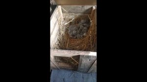 Изготовление ящика для для крольчихи, первые кролики
