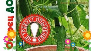 Огурец партенокарпический Домосед F1. Краткий обзор, описание cucumis sativus Domosed F1