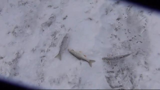 Зимняя Рыбалка 3000 Елец Ерш Тугун Жуткий Мороз река Ангара река Енисей поселок Стрелка рыба Палатк