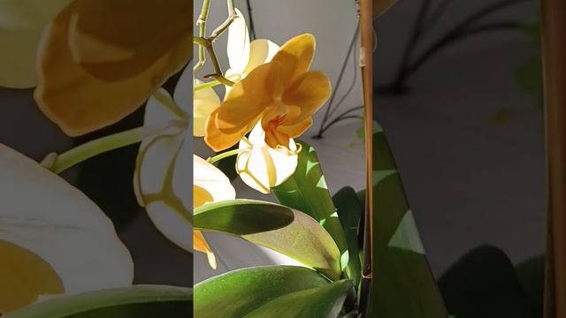 Золотая орхидея Африканский Закат ??? Phalaenopsis African sunset