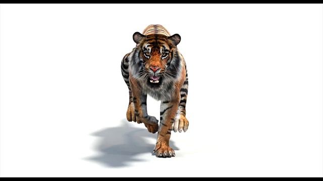 Running 3D Model of Animated Tiger for Download | PROmax3D