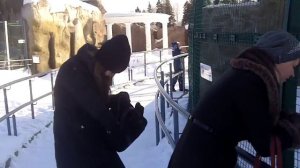 Рысь в Ижевском зоопарке