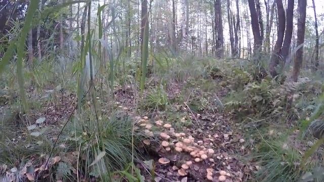 За грибами на велосипедах