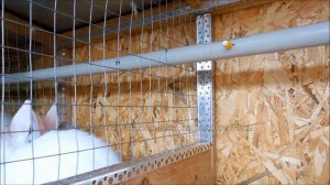 Ниппельная поилка для кроликов