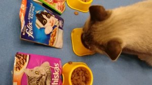 Кошка ищет вкусняшку: Whiskas vs FELIX vs Kitekat