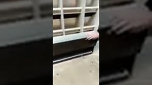 Оборудование для голубятни насесты для голубей