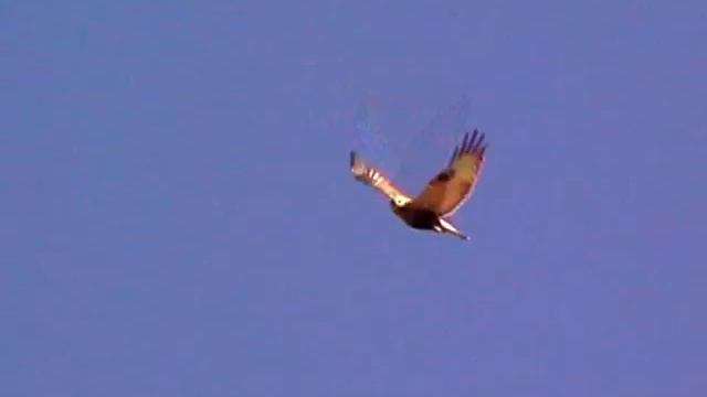 Birding Slovakia - Buteo lagopus - Myšiak severský смотреть онлайн