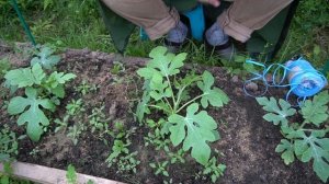 Как вырастить арбуз в теплице из поликарбоната в Подмосковье своими руками. Огород.