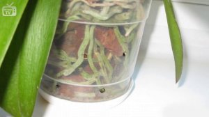 Уход за орхидеями ? Разрушаем мифы об орхидеях # 1