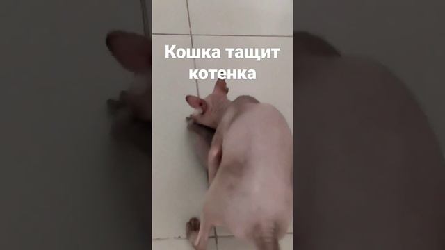 Кошка тащит котенка на место.Это уже шестой котенок.Устала таскать