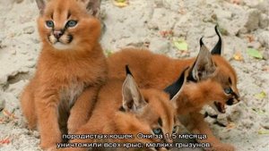 Кошка с кисточками на ушах: примеры домашних пород