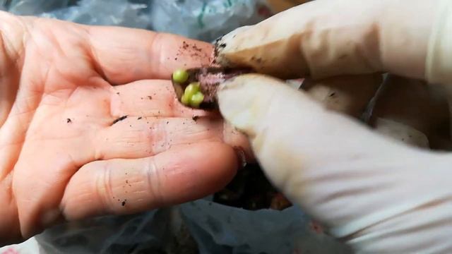 Размножение Лилии чешуйками! смотреть онлайн