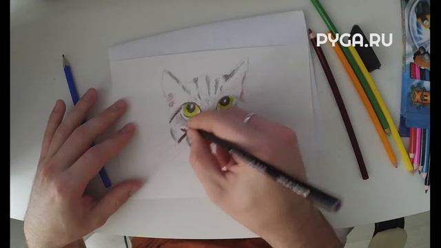 Как нарисовать реалистичную кошку карандашом поэтапно [Видеоурок] смотреть онлайн