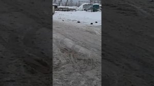 Видео, как кошки ловят ворону