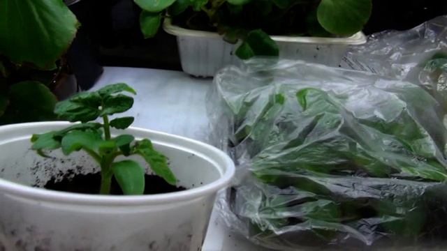 ПОСЕЯЛА ТОМАТ КАМЕННЫЙ ЦВЕТОК. 2 ЧАСТЬ.#ягодный_бизнес смотреть онлайн