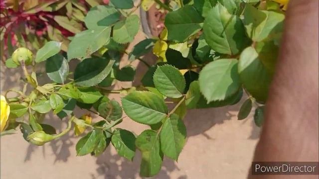 Rose Collections In Kamlesh Nursery / New Plants Arrivals