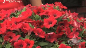 Leading Horticulturist Recommends Surfinia Deep Red