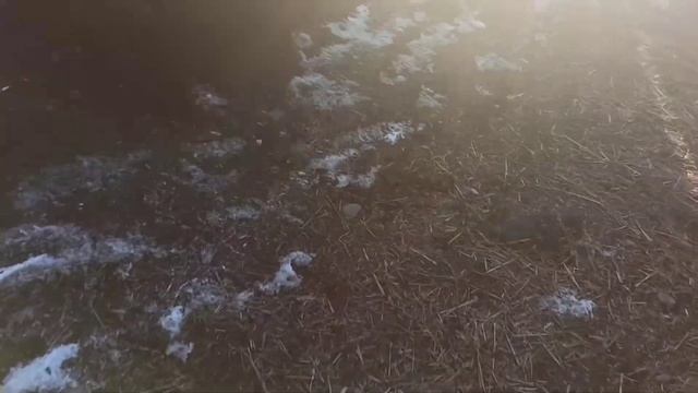 ИНГУШЕТИЯ/ХОЧЕТСЯ КУПИТЬ ХОРОШУЮ КОРОВУ/ КУПИЛИ БЫЧКА АБЕРДИН АНГУС смотреть онлайн