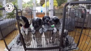 Cute black and white cocker spaniel puppies