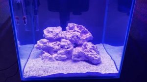 Оживляю сухой камень (срк) в своем морском аквариуме бактериями.