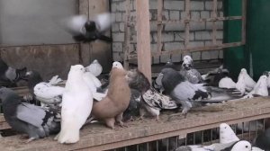 Коллекция Иранских голубей Мирзаи Бехнама в Астрахани!