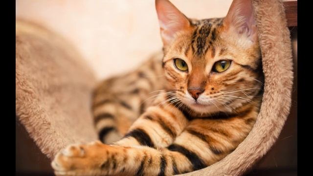 Сказка на ночь для быстрого засыпания | Расслабление | Тихий мужской голос смотреть онлайн