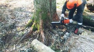 Дуб. Лес. Заготовка.