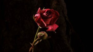 Red, pink and yellow Roses opening time lapse (4K)