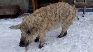 Венгерская мангалица в 7 месяцев Сколько весит мясом
