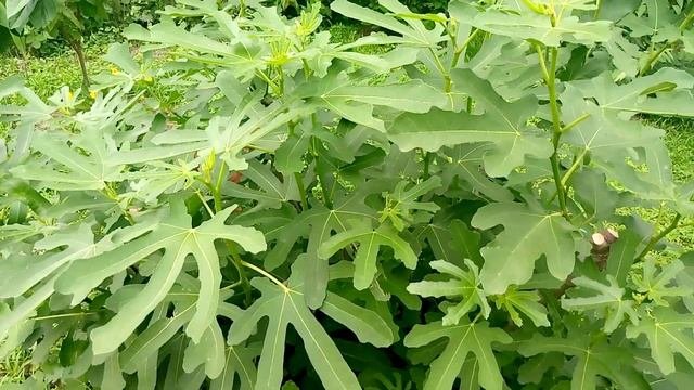 Инжир. Обильная поросль. Что делать?