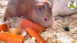 Питание животных