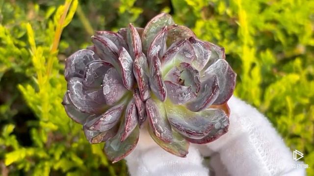 Echeveria Black Bullet смотреть онлайн