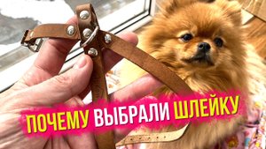 Почему выбрали шлейку, а не ошейник для шпица