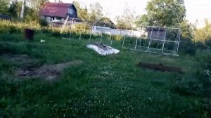 Малина Мария ультроранний сорт