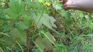 Охота на уток с лабрадором Тоби!