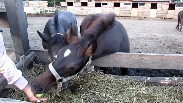 До ночи ездил! Мурсия Гранада, Гулаби, лошади, козы и много хозяйств! смотреть онлайн