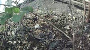 Виноград в сибири  Весенние заморозки