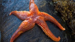 ТОП 10 самых интересных фактов о МОРСКИХ ЗВЕЗДАХ
