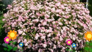 Спирея японская Литл Принцесс. Краткий обзор, описание spiraea japonica Little Princess