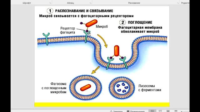 Воспаление (окончание)