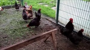Куры породы Австралорп.Поилки для кур на все случаи жизни