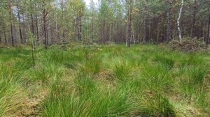 Экотропа Вишенское болото. 1080.
