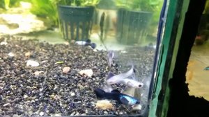 Гуппи Панда Слоновьи Уши (Guppy Panda), самцы и самки