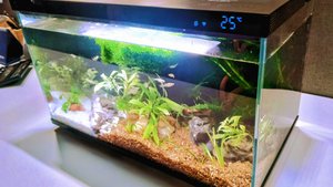 Запустил аквариум Xiaomi 20 л.