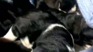 Щенки новорожденные